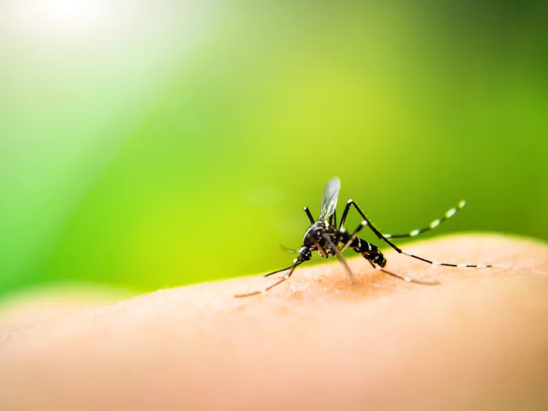 Mosquito sucking blood