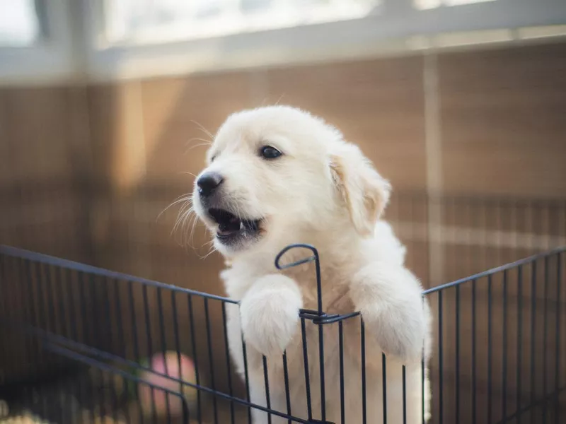 White golden r etriever puppy in a cage for potty training