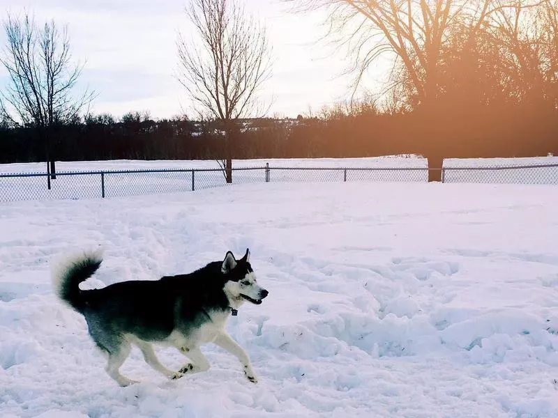 Dakota Bark Park