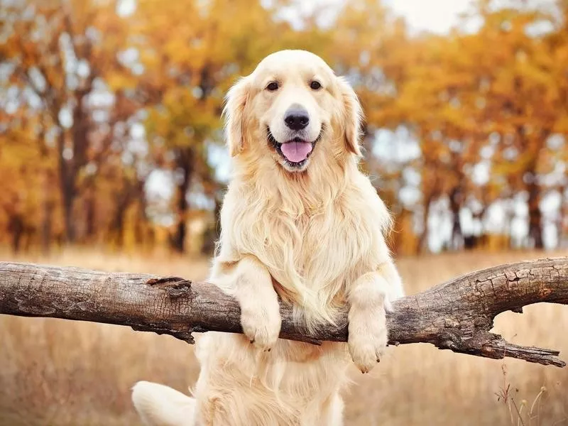 Golden Retriever