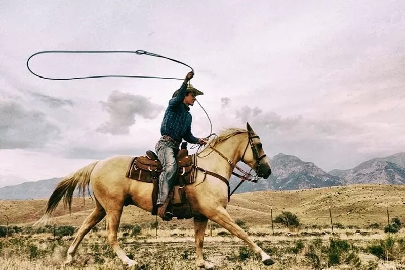 American Quarter Horses