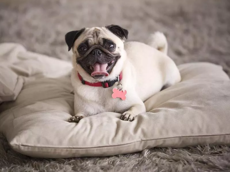 Goofiest Dog Breeds: Pug