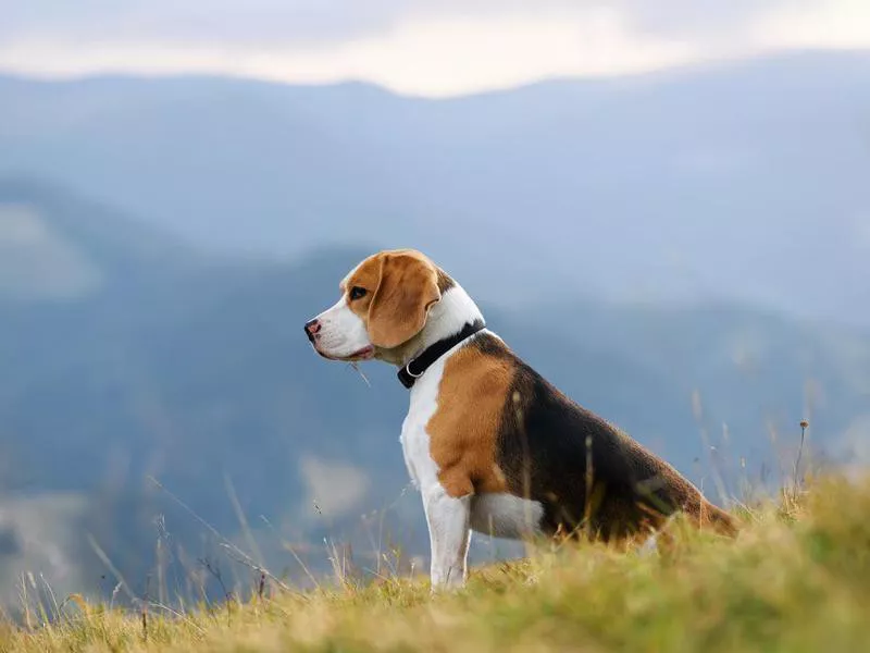 Beagle