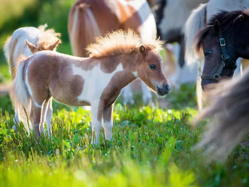 Miniature horse