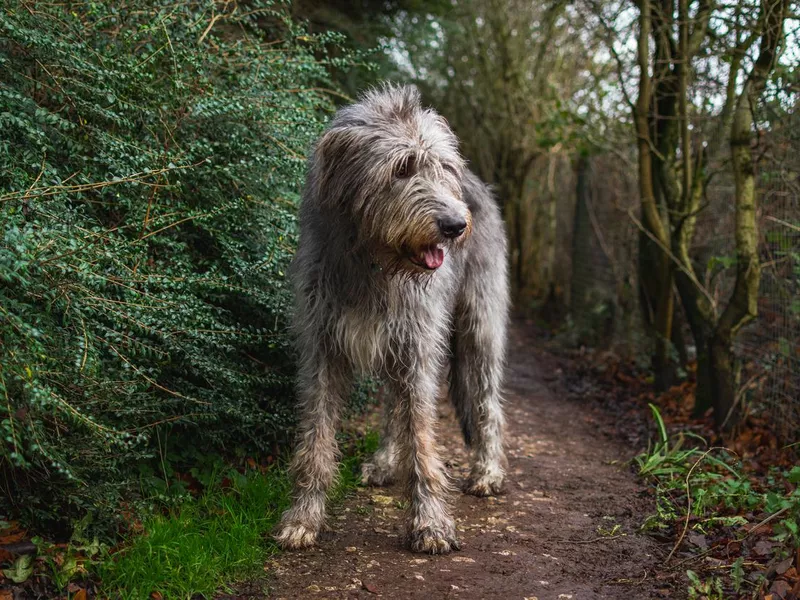 Irish Wolfhound in Countryside