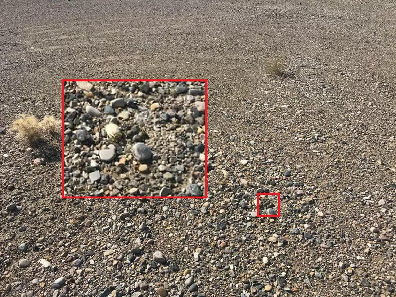 Plover Eggs