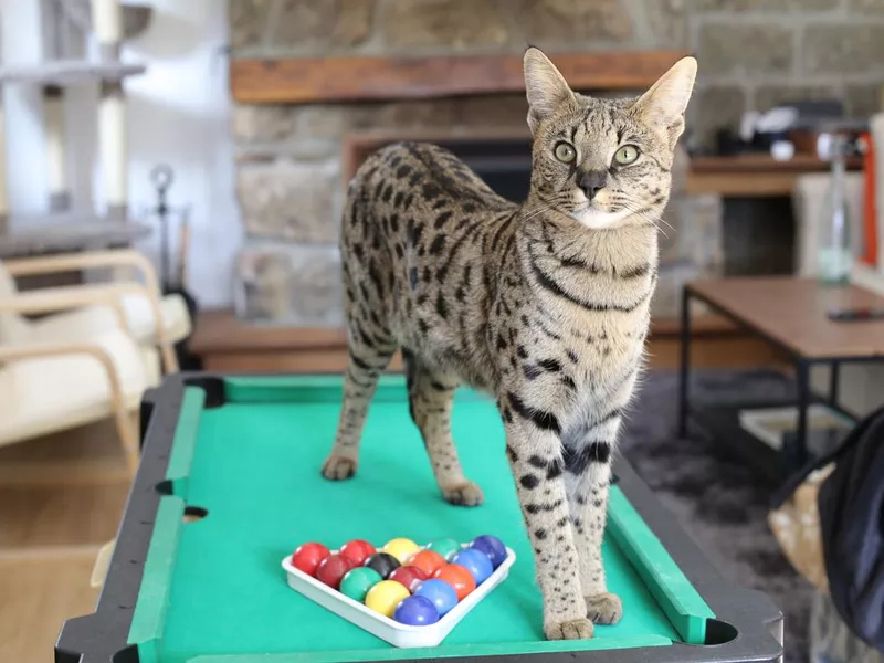 Stunning Savannah cat with black nose