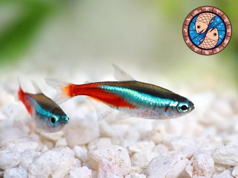 Neon Tetra