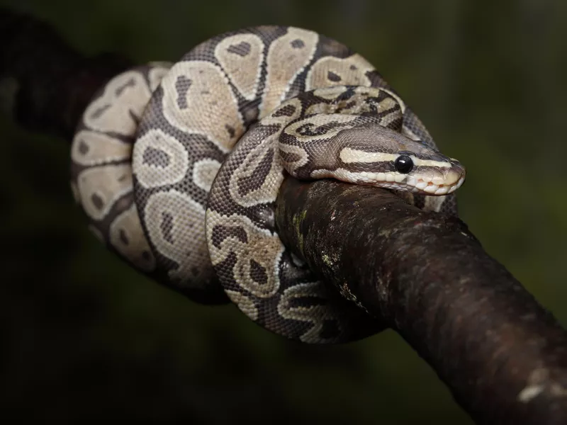 Ball python