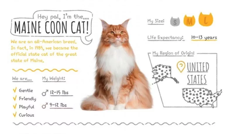 Maine Coon Summary