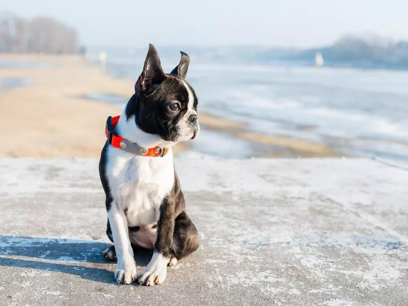 boston terrier