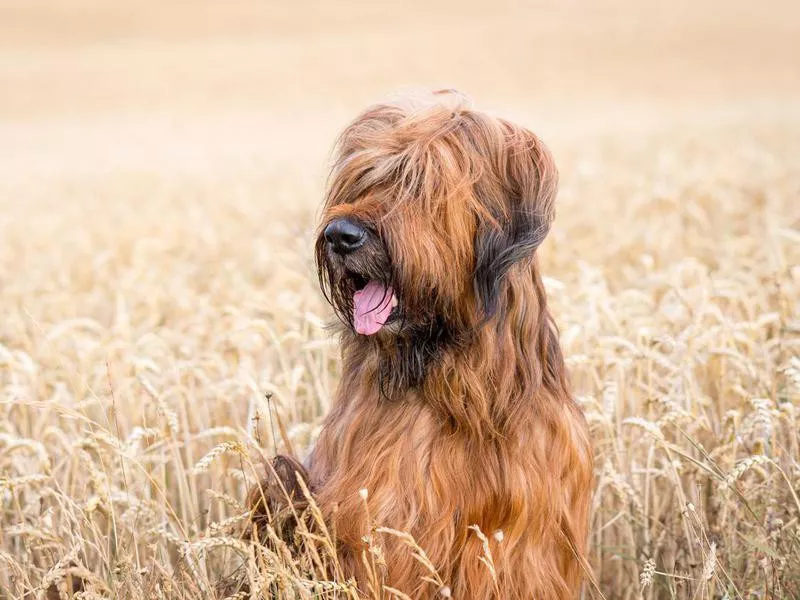 Briard