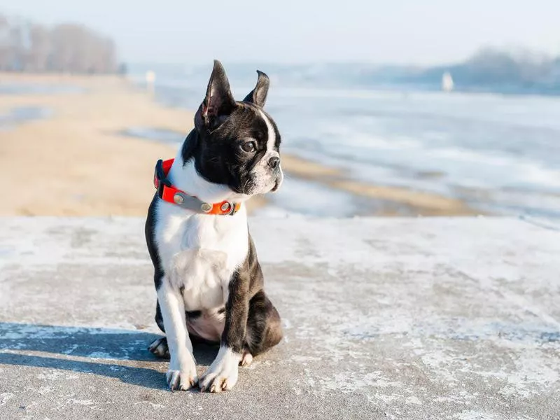 boston terrier