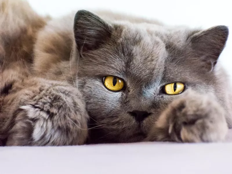 Closeup of a gray British Longhair