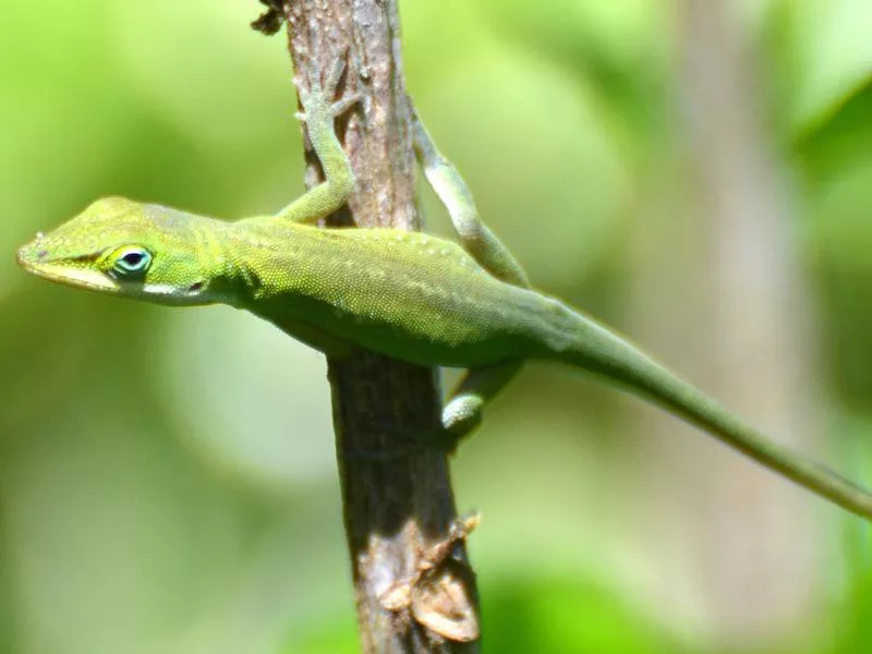 Green Anole