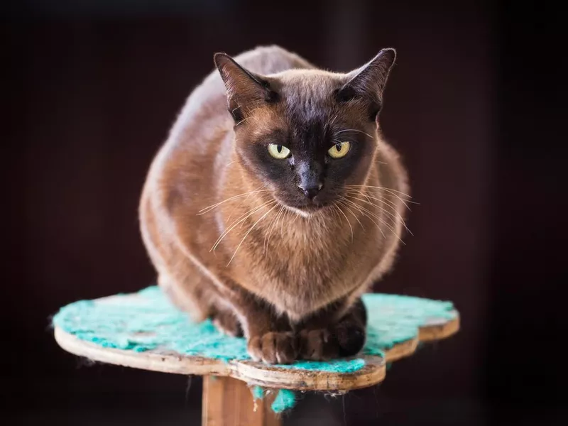 Black Burmese cat