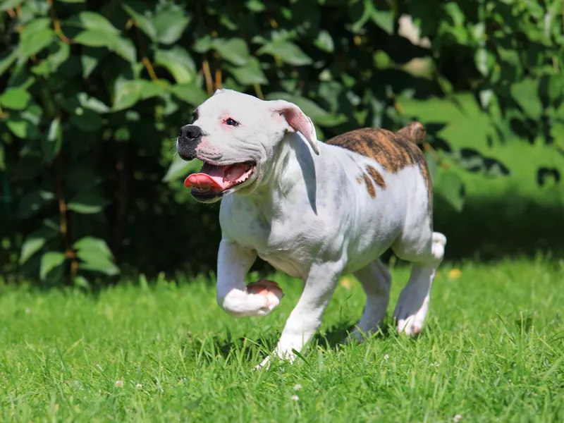 American Bulldog Running in Grass