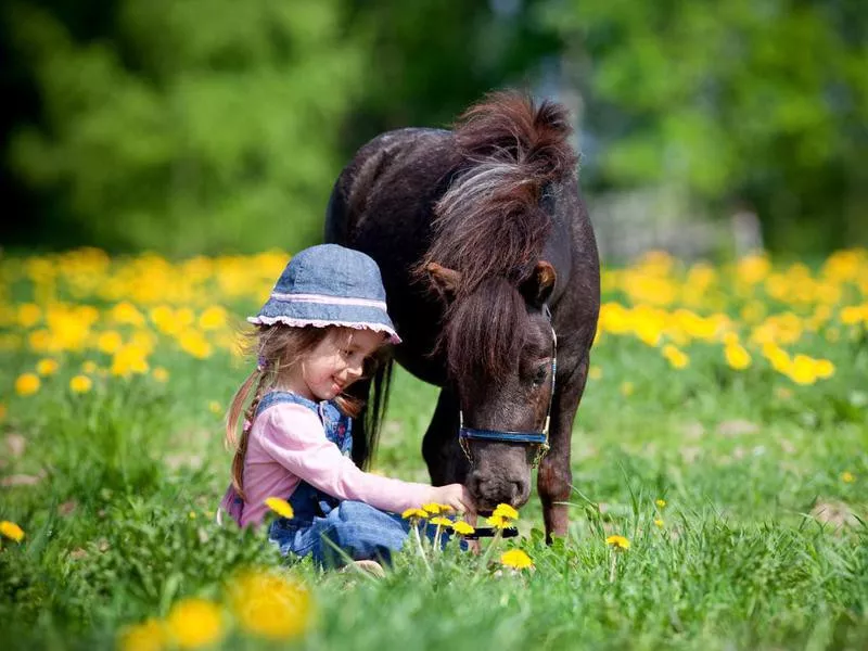 Child and small horse in the field