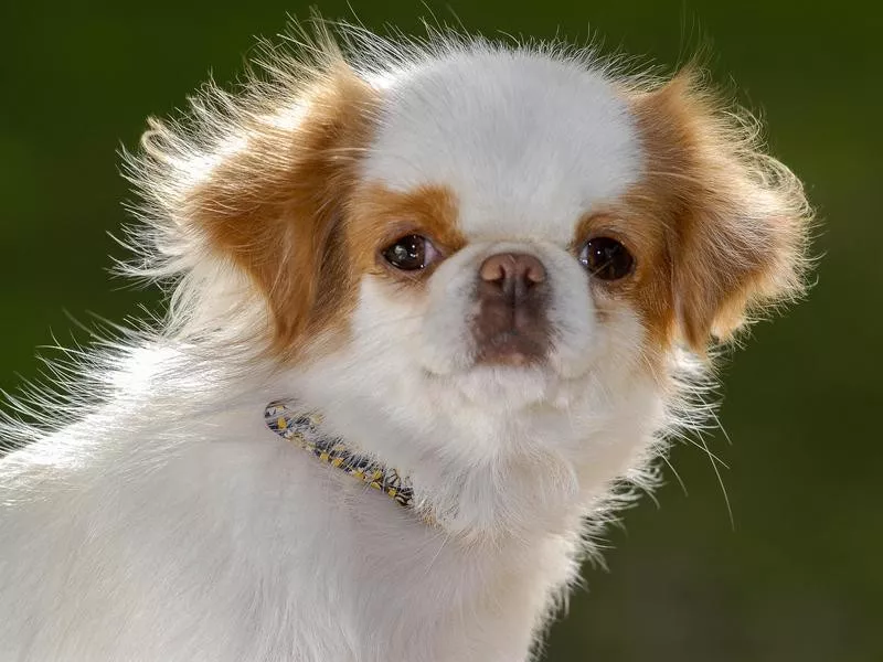 Japanese Chin