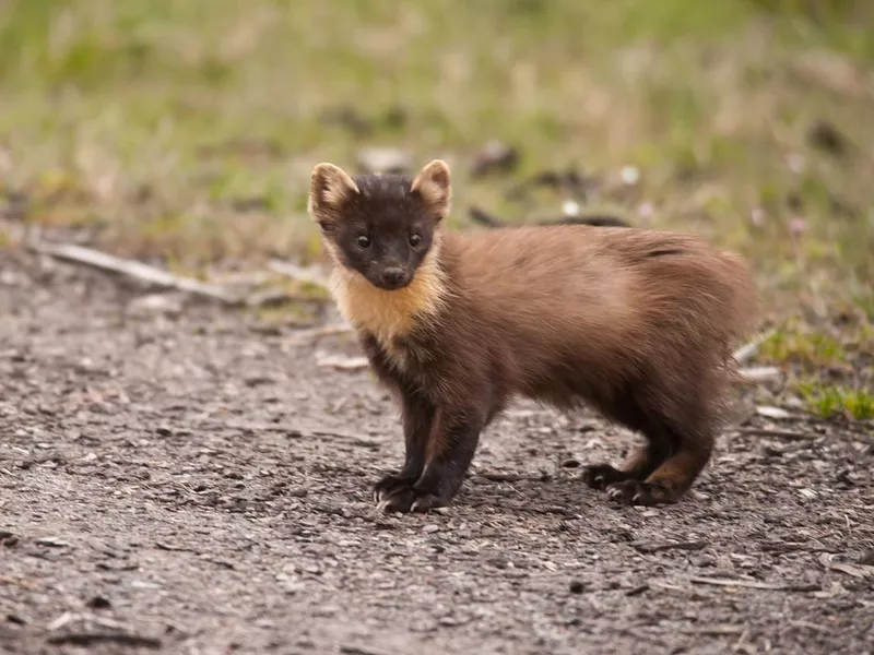 Pine Marten