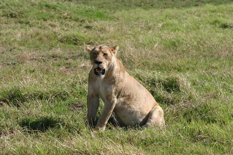 Lioness in Ngorongoro Crater, African Savannah in Tanzania