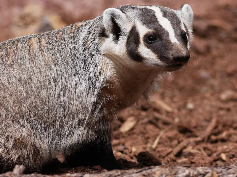 American Badger Taxidea taxus Mustelidae