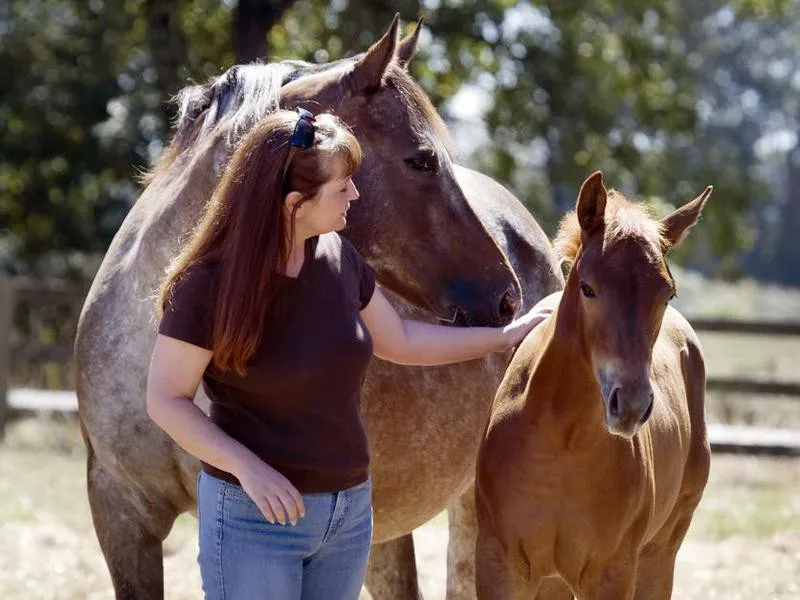 Petting the colt