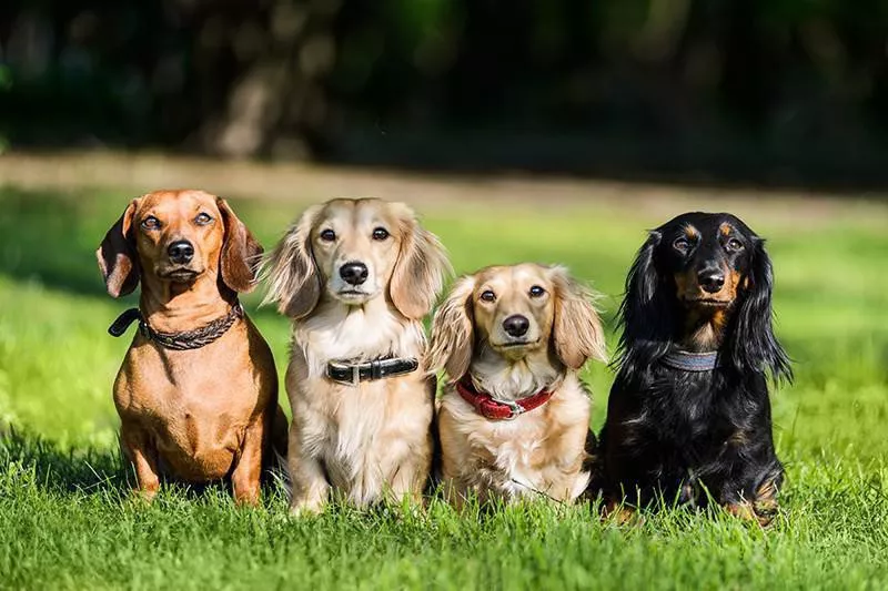 Dachshund dogs