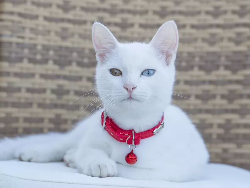 Turkish Van