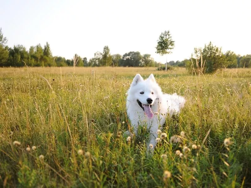 Samoyed