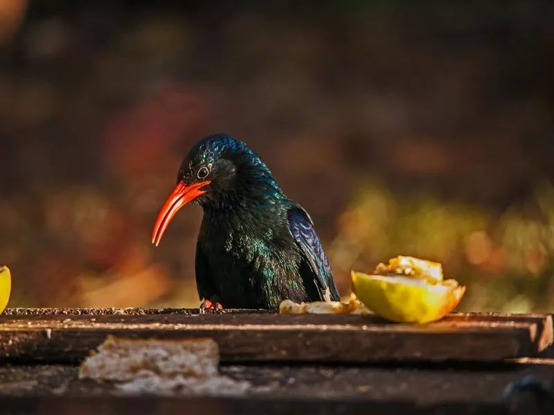 Green Wood-hoopoe Phoeniculus purpureus