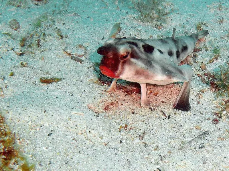 Red-lipped batfish