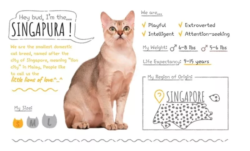 singapura cat