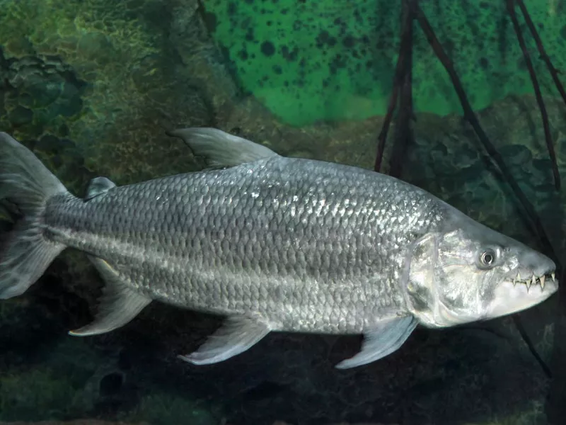 Goliath Tigerfish