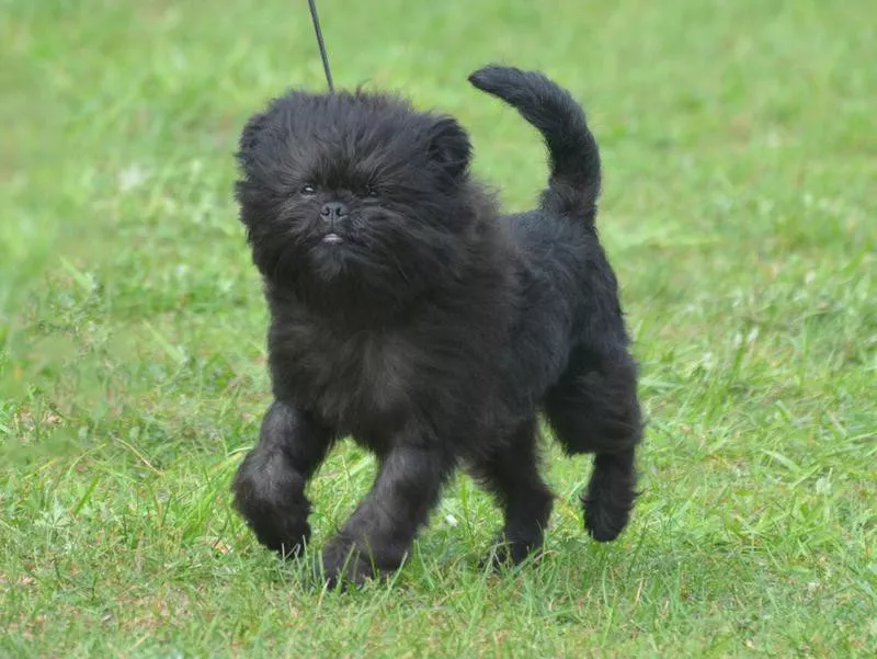 affenpinscher