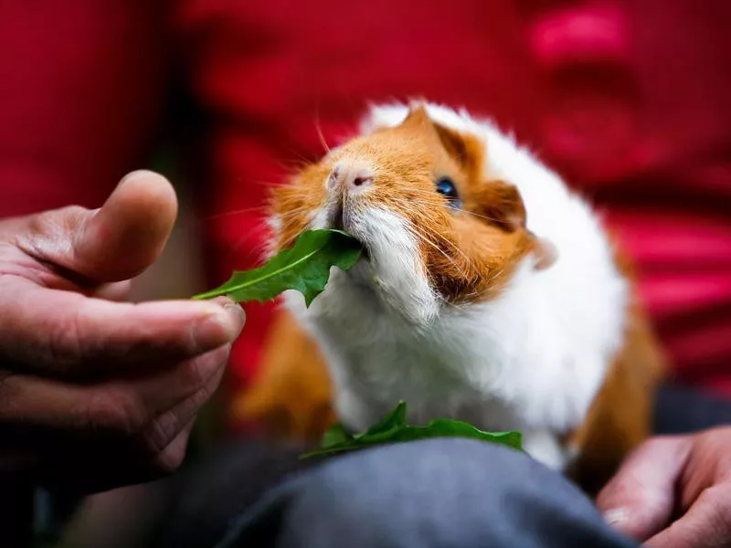 Guinea pig