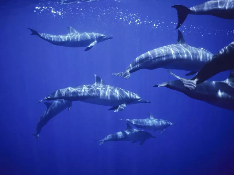 Group of spinner dolphins