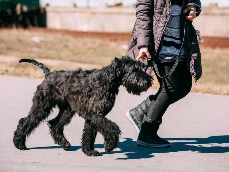 Giant Schnauzer