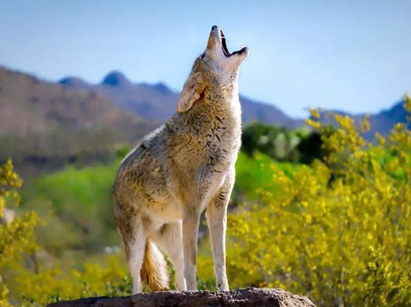 Arizona-Sonora Desert Museum