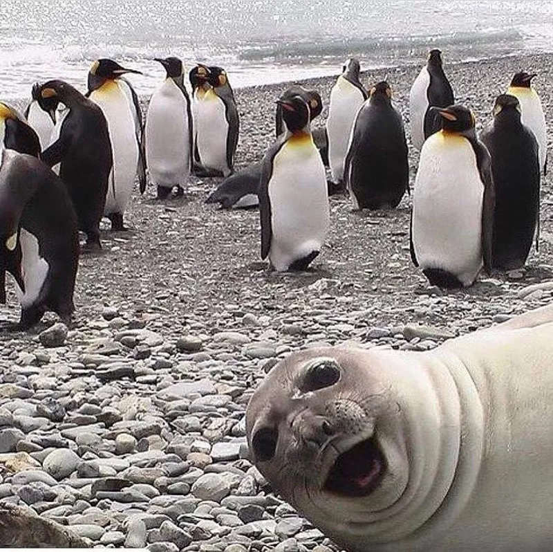 Seal photobombing penguins