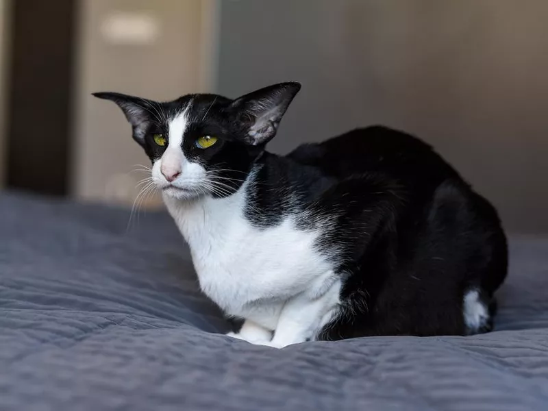 Oriental Cat Laying on the Bed in Bedroom