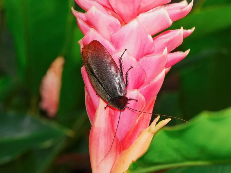 Megaloblatta Longipennis Cockroach