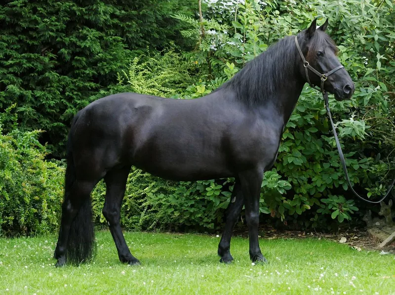 Beautiful black thoroughbred horse