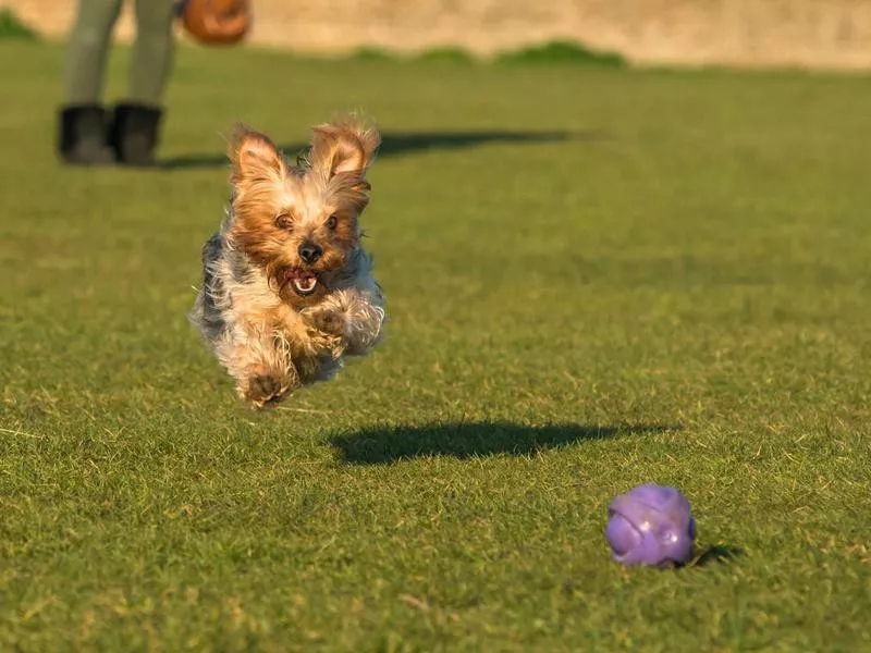 Yorkshire Terrier