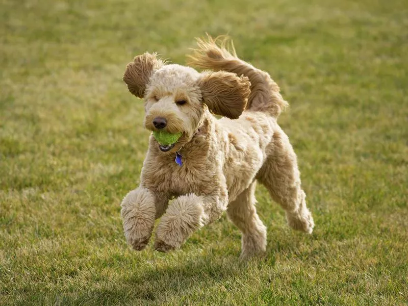 goldendoodle