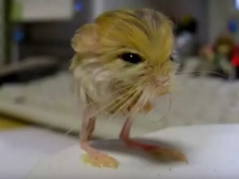 Pygmy Jerboa