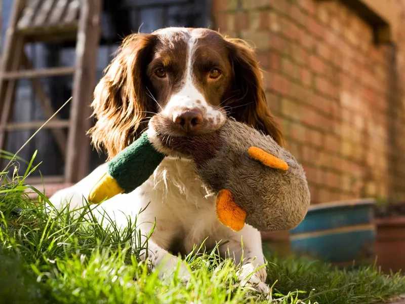 English springer spaniel