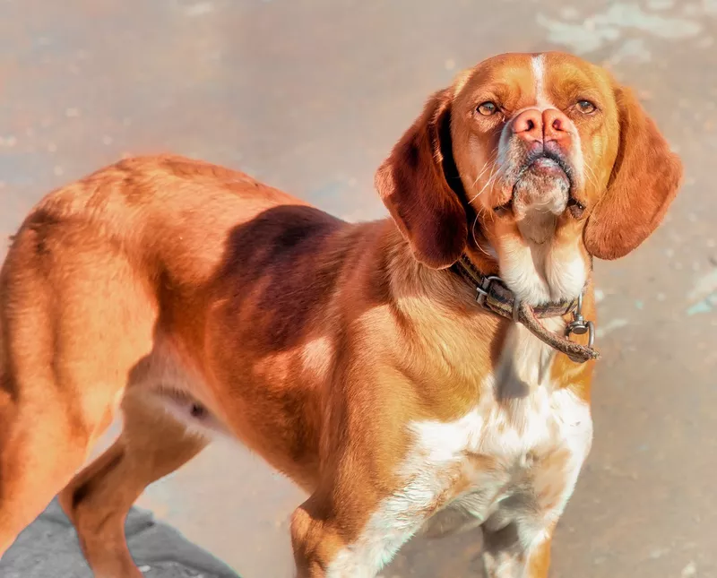 Turkish hunting dog called double nose Catalburun