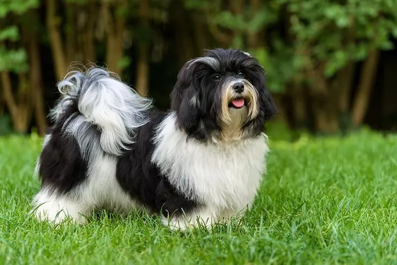 Havanese