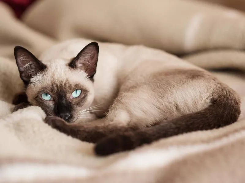 Siamese cat lying down